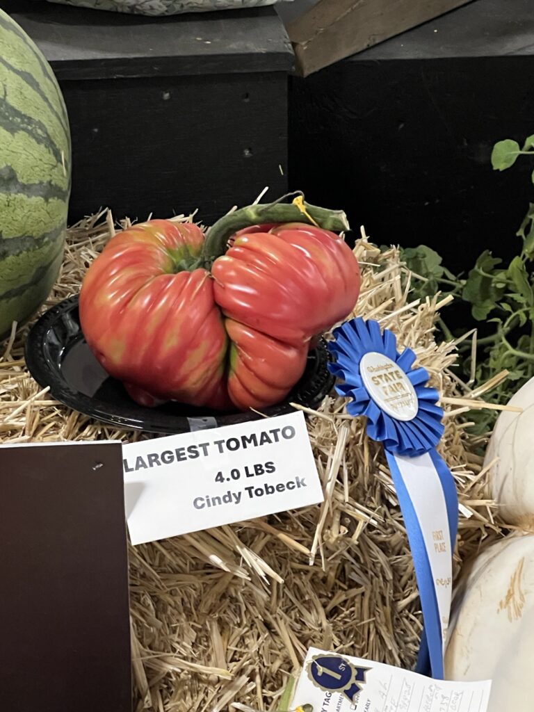 Cindy Tobeck's blue ribbon 4-pound tomato at the 2025 Washington State Fair in Puyallup. 