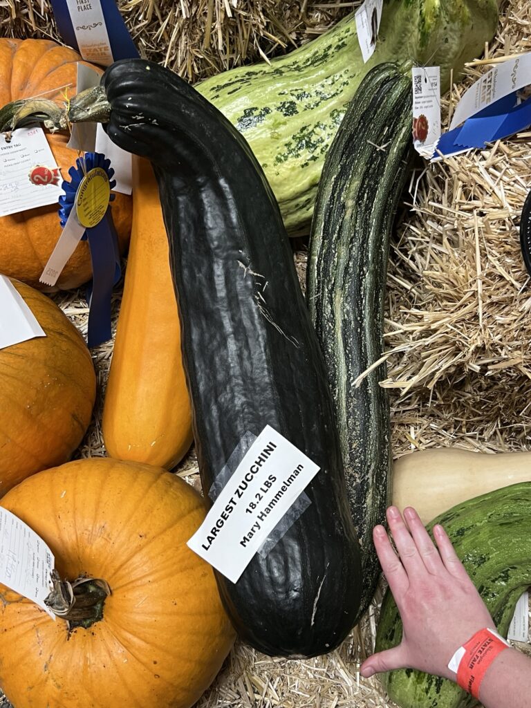 Mary Hammelman's blue ribbon 18.25 pound zucchini at the 2025 Washington State Fair in Puyallup. 