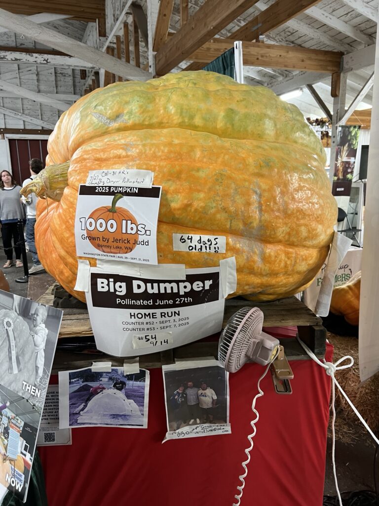 Jerick Judd's 1000-pound "Big Dumper" pumpkin at the 2025 Washington State Fair in Puyallup. 